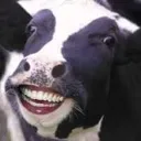 cowsmile