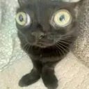 blackcat