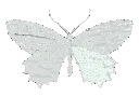 grey_butter