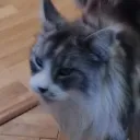 confusedarthur