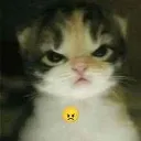 angrymeow