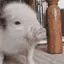 pigjam pigjam