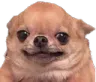 dumbdog