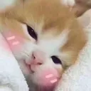 ShyCitty ShyCitty