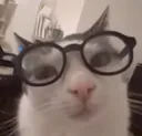 Sheldon