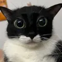 kats_oygn