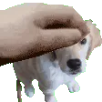 kirbypat