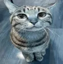 thekibby