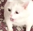 bleh bleh