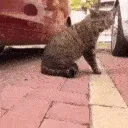 CatRageStare
