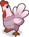 Chicken2Suzy
