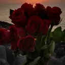 rosesforesha