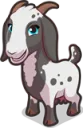Goat3Daisy