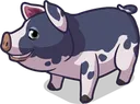 Pig4Winston