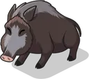 TrufflePig3Olly