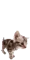aFungusBounce