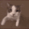02catkiss