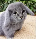 cabbit