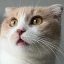 aloyShook