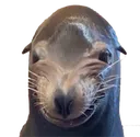 sealsmile