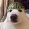 watermelondog custom emote | ChekoVerse