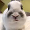 bruhbunny Discord Emoji from ChekoVerse