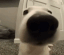dogsniff animated Discord emote - ChekoVerse