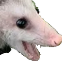 opogssum