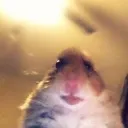hammystare hammystare