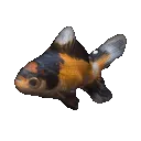 pcrowFishy