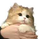 havekitty
