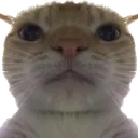 catstare