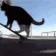 catyhawk