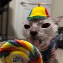 SillyCat