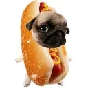 hotdogpug