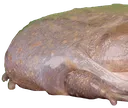 frog1