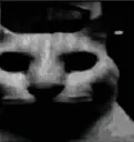 catDespair
