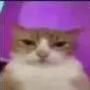 Cat_Stare