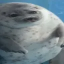bigounce