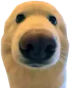 Albert