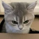gian