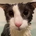 Gato_EPIKDisapointment