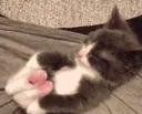 kitty1 kitty1