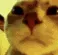 hexrt_staringcat