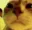 hexrt_staringcat