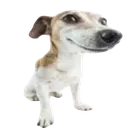 cachorrusoridente