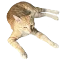 Kat