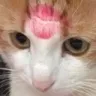 amkissed