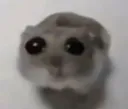 IJustABoyGirl