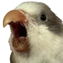maxDino maxDino